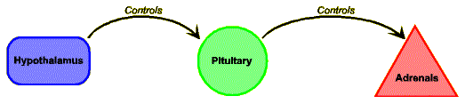Figure 1: The Hypothalamus–Pituitary–Adrenal, or HPA Axis