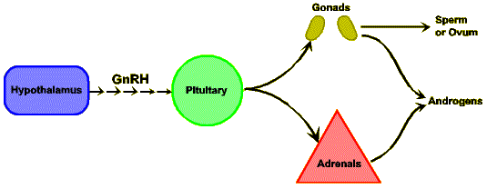 Figure 2: Normal Androgen Production via Pathways of HPA Axis